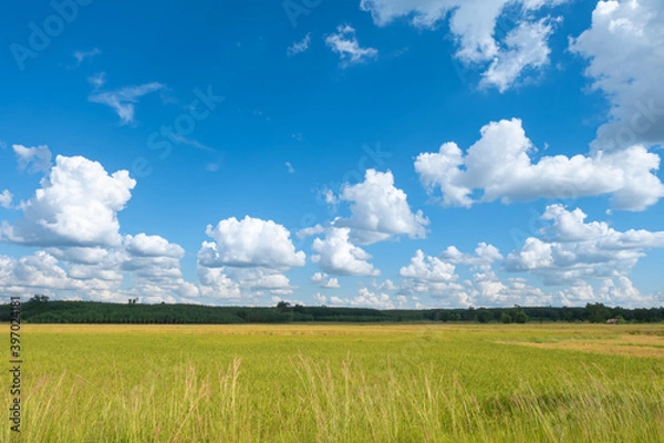 Fototapeta Cumulus clouds against clear blue sky over green yellow paddy field on sunny day background.	