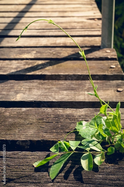 Fototapeta Climbing plant growing on rustic wooden planks bridge against long shadow lines of fence.