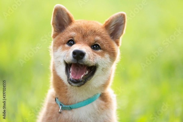Fototapeta Crazy beautiful red shiba inu puppy sitting in the green grass in summer at sunset. Cute japanese red dog