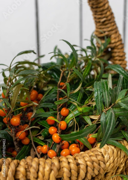 Fototapeta Close-up sea buckthorn berries on a branch lie in a wicker basket on a white wooden background.