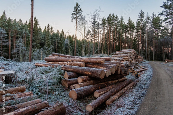 Fototapeta Tree trunks were felled by a harvester in a Swedish forest