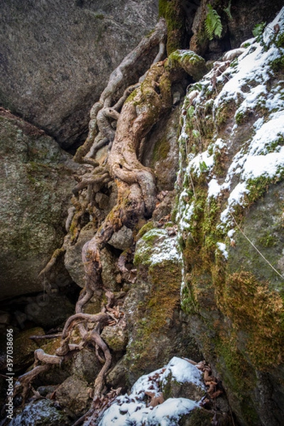 Obraz Die Ysperklamm im Winter