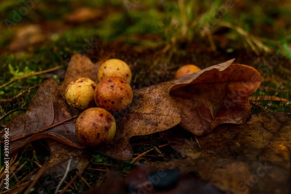 Obraz Orange balls growing on leaf