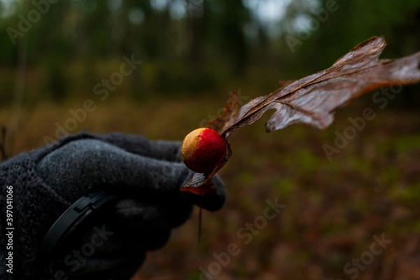 Obraz Orange balls growing on leaf