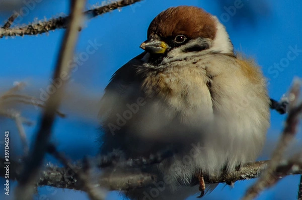 Obraz bird on a branch