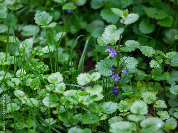 Fototapeta Glechoma hederacea is an aromatic creeper of the mint fam. Lamiaceae. It is commonly known as ground-ivy, gill-over-the-ground, creeping charlie, alehoof, tunhoof, catsfoot, and run-away-robin