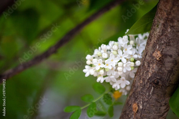 Fototapeta Syringa reticulata, the Japanese tree lilac. is a species of flowering plant in the family Oleaceae native to eastern Asia, which is grown as an ornamental in Europe and North America.