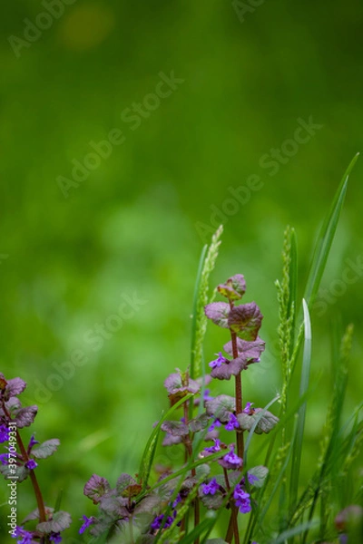 Fototapeta Glechoma hederacea is an aromatic creeper of the mint fam. Lamiaceae. It is commonly known as ground-ivy, gill-over-the-ground, creeping charlie, alehoof, tunhoof, catsfoot, field balm. 
