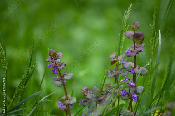 Fototapeta Glechoma hederacea is an aromatic creeper of the mint fam. Lamiaceae. It is commonly known as ground-ivy, gill-over-the-ground, creeping charlie, alehoof, tunhoof, catsfoot, field balm, run-away-robin