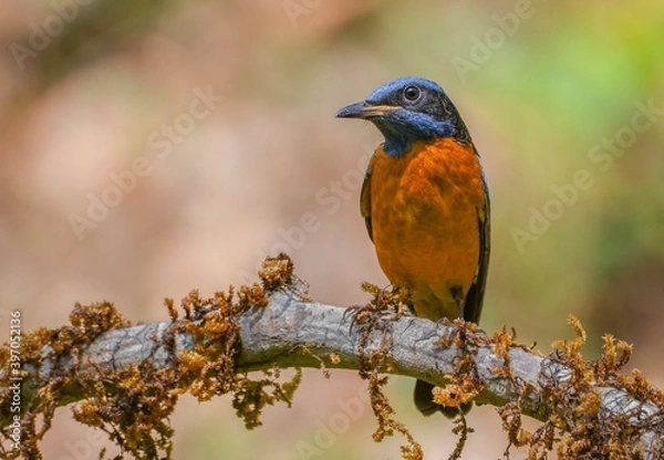Fototapeta Blue capped rock thrush