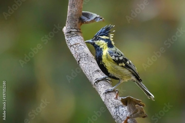 Obraz Indian yellow tit