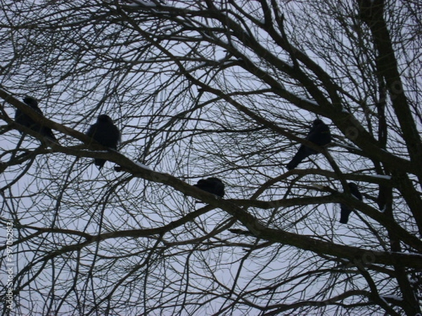 Fototapeta jackdaws on a winter tree