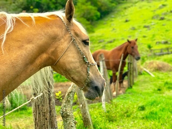 Fototapeta Cavalos no Campo 