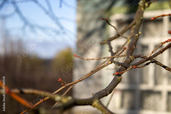 Fototapeta Swollen, not blooming buds of trees against the background of the window of an old wooden house