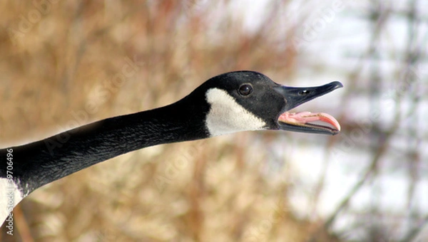 Fototapeta Canada Goose Honking During Mating Season - tongue visible