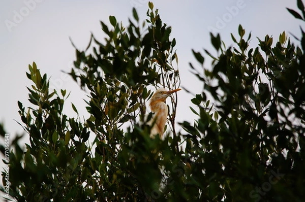 Fototapeta Cattle egret (Bubulcus ibis) is a cosmopolitan species of heron (family Ardeidae) found in the tropics, subtropics, and warm-temperate zones. This bird perched on a tree branch.