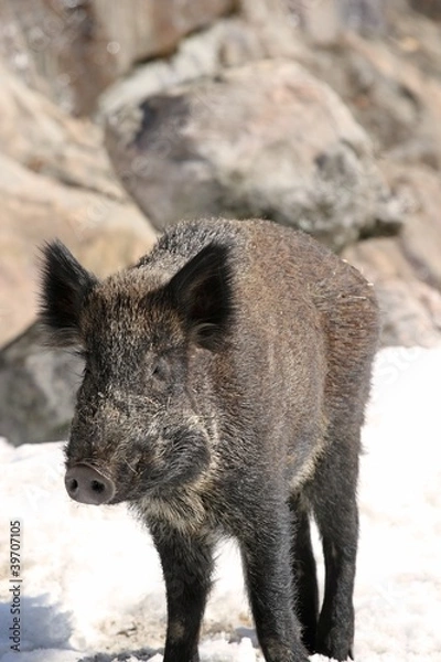 Fototapeta sanglier