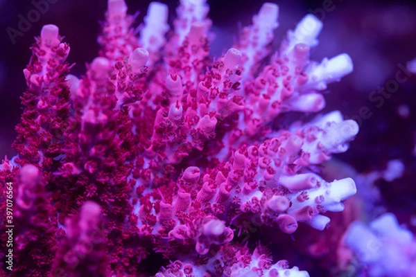 Obraz Beautiful acropora sps coral in coral reef aquarium tank. Macro shot. Selective focus.