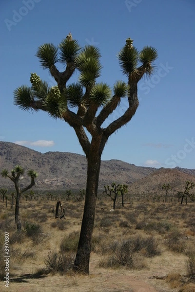 Fototapeta joshua tree