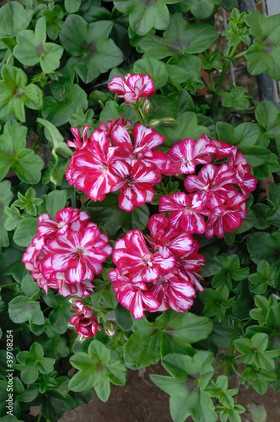 Obraz géranium double bicolore