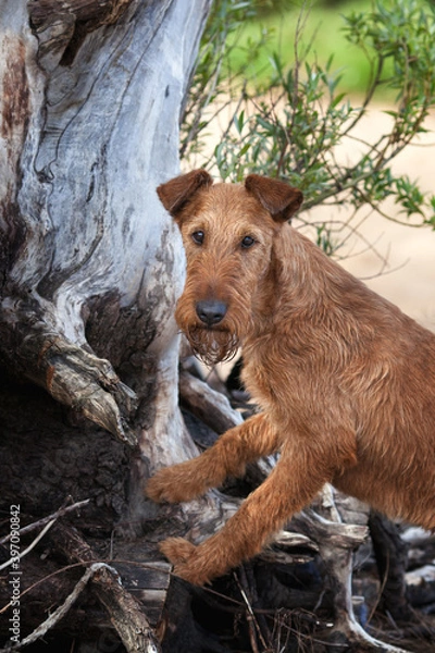 Obraz Red dog on the background of tree roots in the forest. Irish terrier.