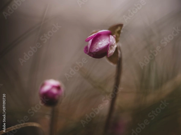 Obraz Frühlingsboten