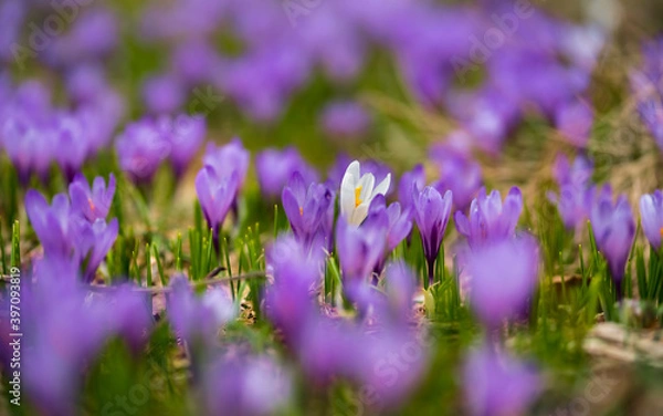 Fototapeta Frühling
