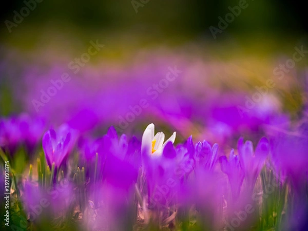 Fototapeta Frühling