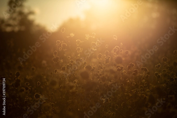 Obraz Field of Light