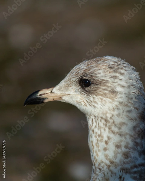 Obraz Young Seagull Portrait