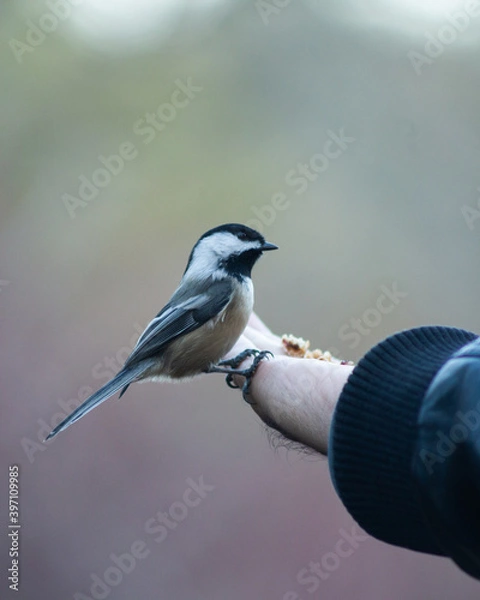 Fototapeta Chickadee on Person's Hand