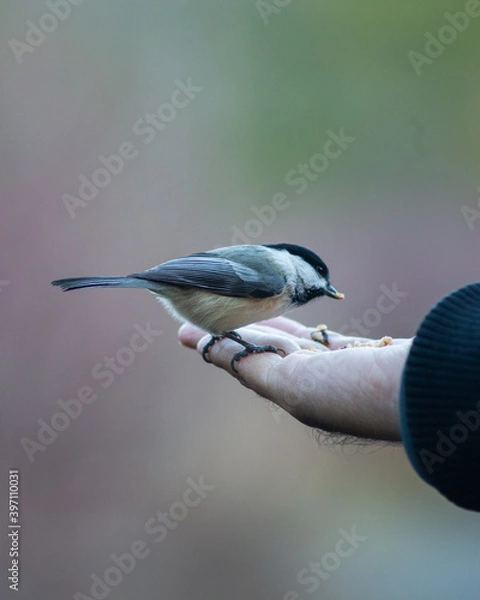Obraz Chickadee Eating Seeds from Person's Hand