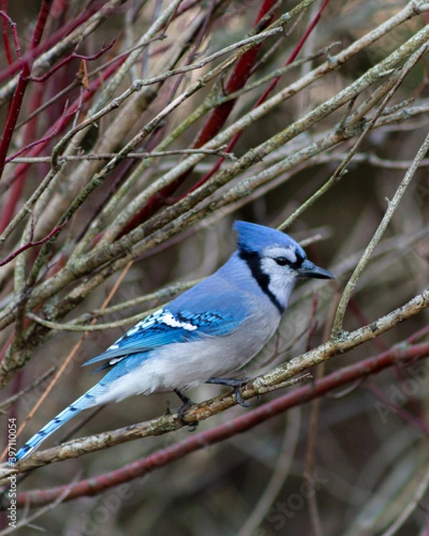 Obraz Bluejay Sitting in Branches