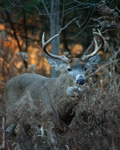 Fototapeta White-Tailed Deer in the Woods