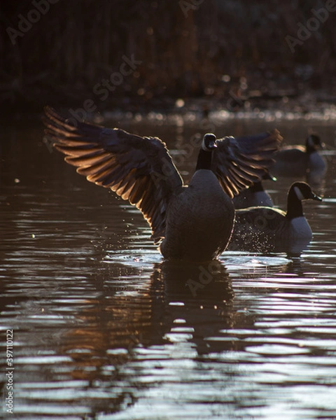 Obraz Canada Goose Stretching It's Wings