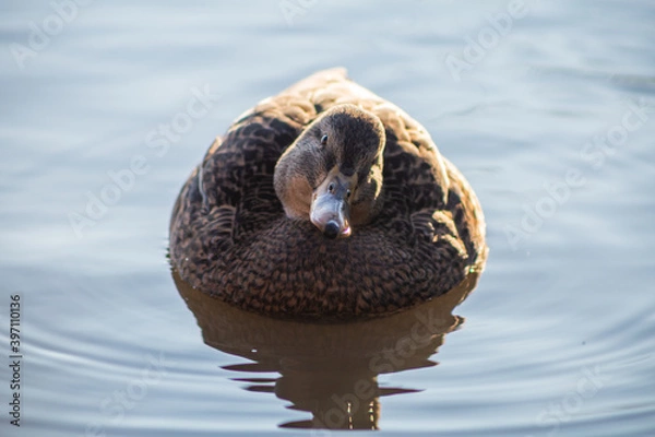 Obraz Mallard in Pond