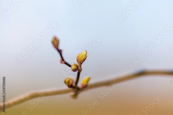 Obraz Spring Buds