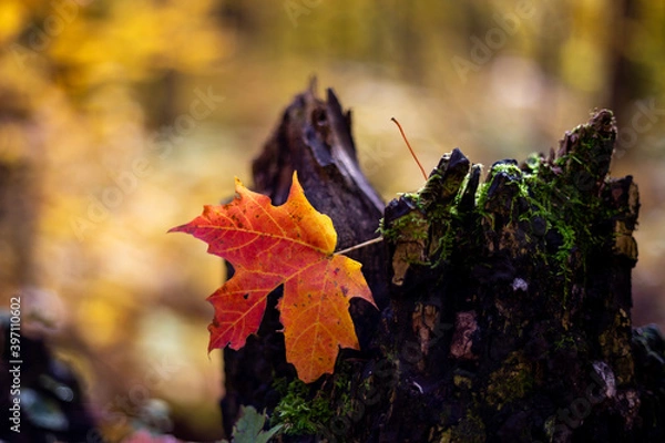 Fototapeta Maple Leaf in Tree Stump