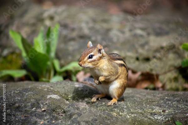 Fototapeta Chipmunk