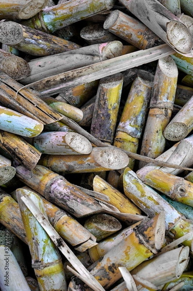 Obraz Sugar cane