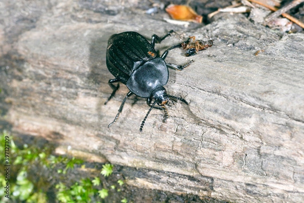 Fototapeta ヒラタシデムシ（北海道・知床）
