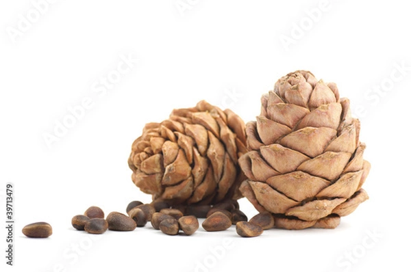 Fototapeta Cedar cones on a white background