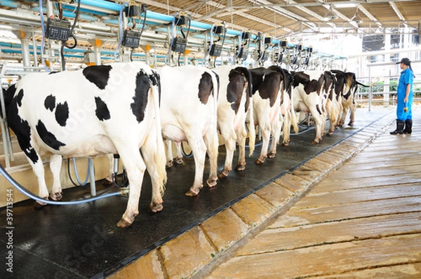 Obraz Modern cows farming