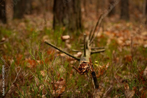 Obraz gałąź w poszyciu leśnym