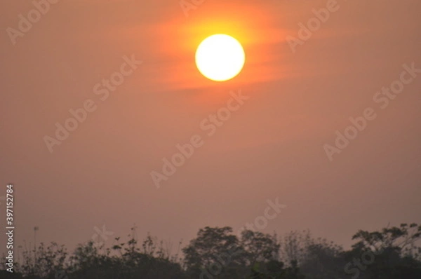 Fototapeta sunset in the forest