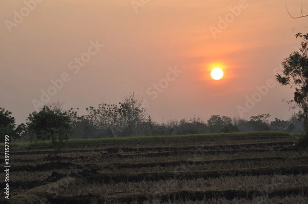Obraz sunset in the field