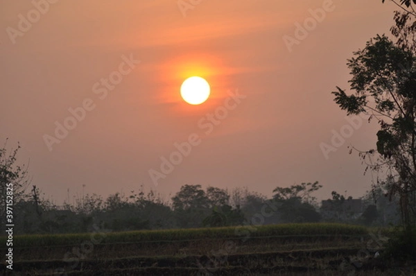 Fototapeta sunset over the field