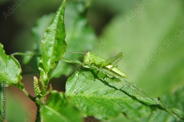Fototapeta grasshopper on a leaf