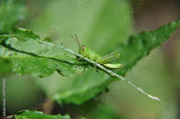 Fototapeta grasshopper on a leaf