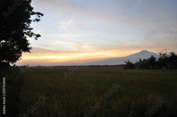 Fototapeta sunset over the field
